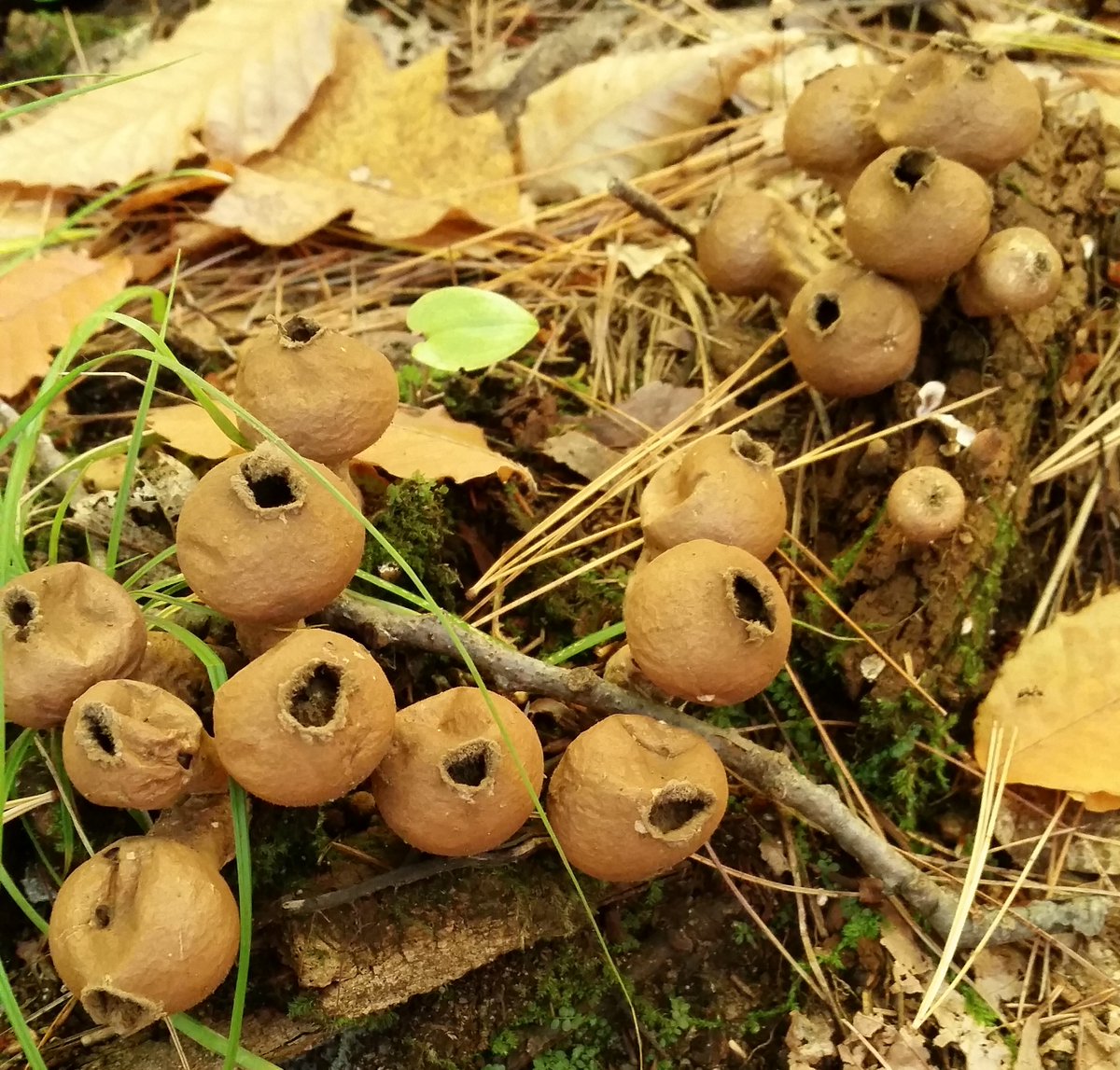 UteSchmid's tweet photo. Love going for a hike in our #simcoecountyforests in the autumn hoping to collect some visual #biodiversity with my lens. These in the forest section near Hillsdale and are just a sample of what an hour hike turned up. #ResidentialTourist #Snowflakelady https://t.co/yliM2xKxm2