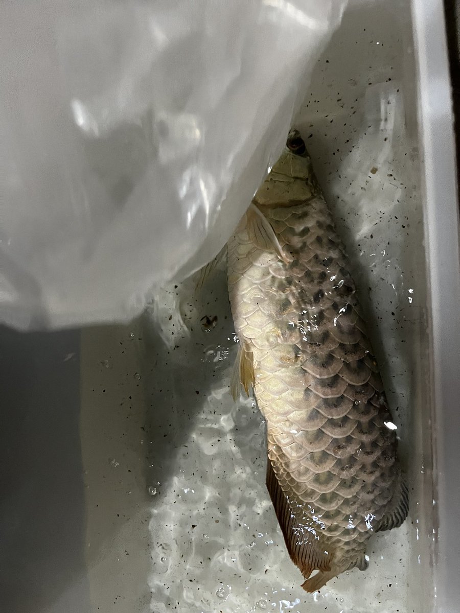 麻酔からの鱗欠け、ヒレカット
初めてで緊張したけどなんとかなった
ガジガジ病克服しやっとここまできた😭