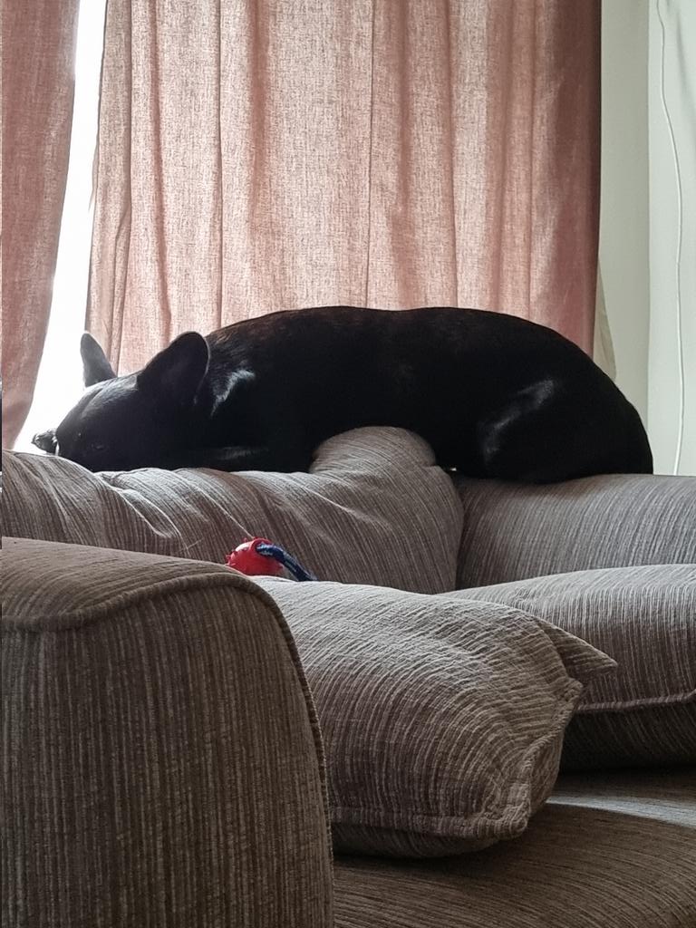 Pretty sure I have a cat in a dogs body.