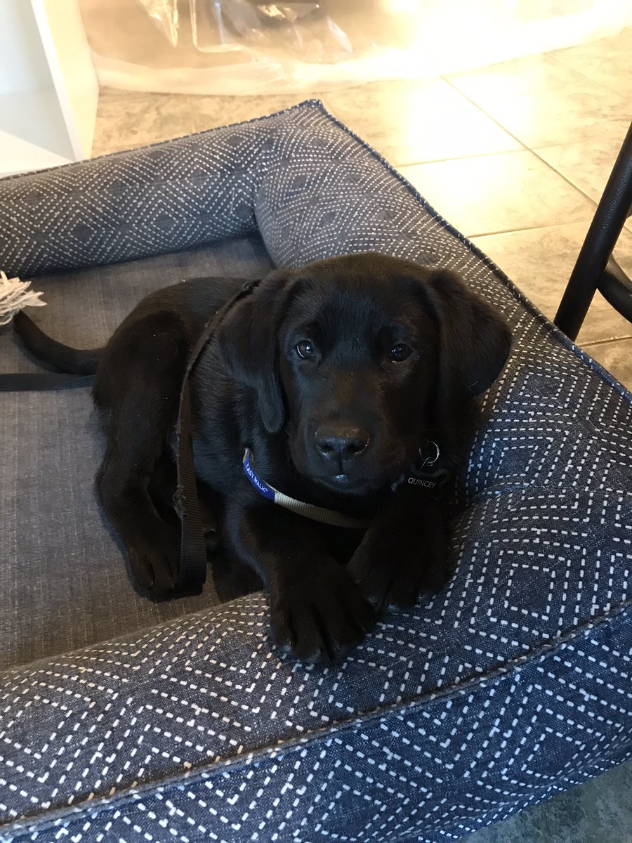 We are very excited to welcome Quincey into our life for the next year. Looking forward to helping him become a perfect service dog and companion for someone special. <a href="/AspenServiceDog/">Aspen Service Dogs</a>