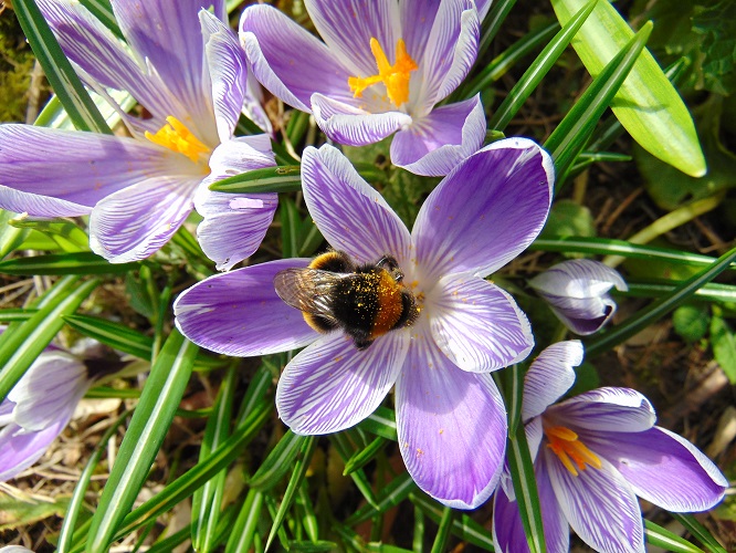 When a hungry bumblebee queen emerges from hibernation in early spring, she can struggle to find food. Crocus, Grape hyacinth & Allium all help provide her with pollen & nectar in gardens. Now's the time to plant these bulbs - pollinators will thank you next year! (📸Paul Green)