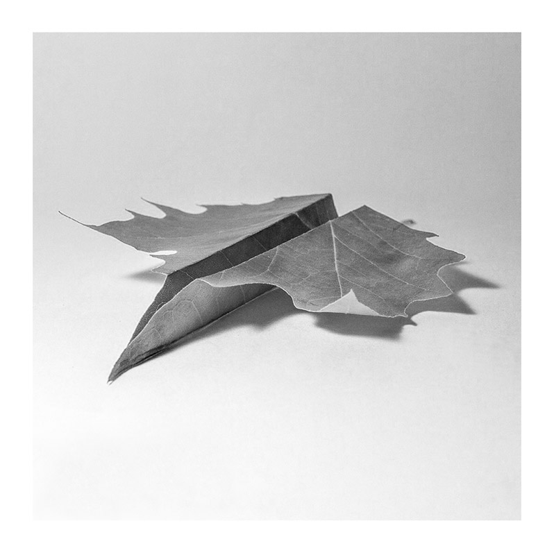 the flight 
from White series
#photo by Jordi Larroch (photographer and poet from #Barcelona) 
#Visualpoetry #objects #conceptualphotography #surrealism  #autumn