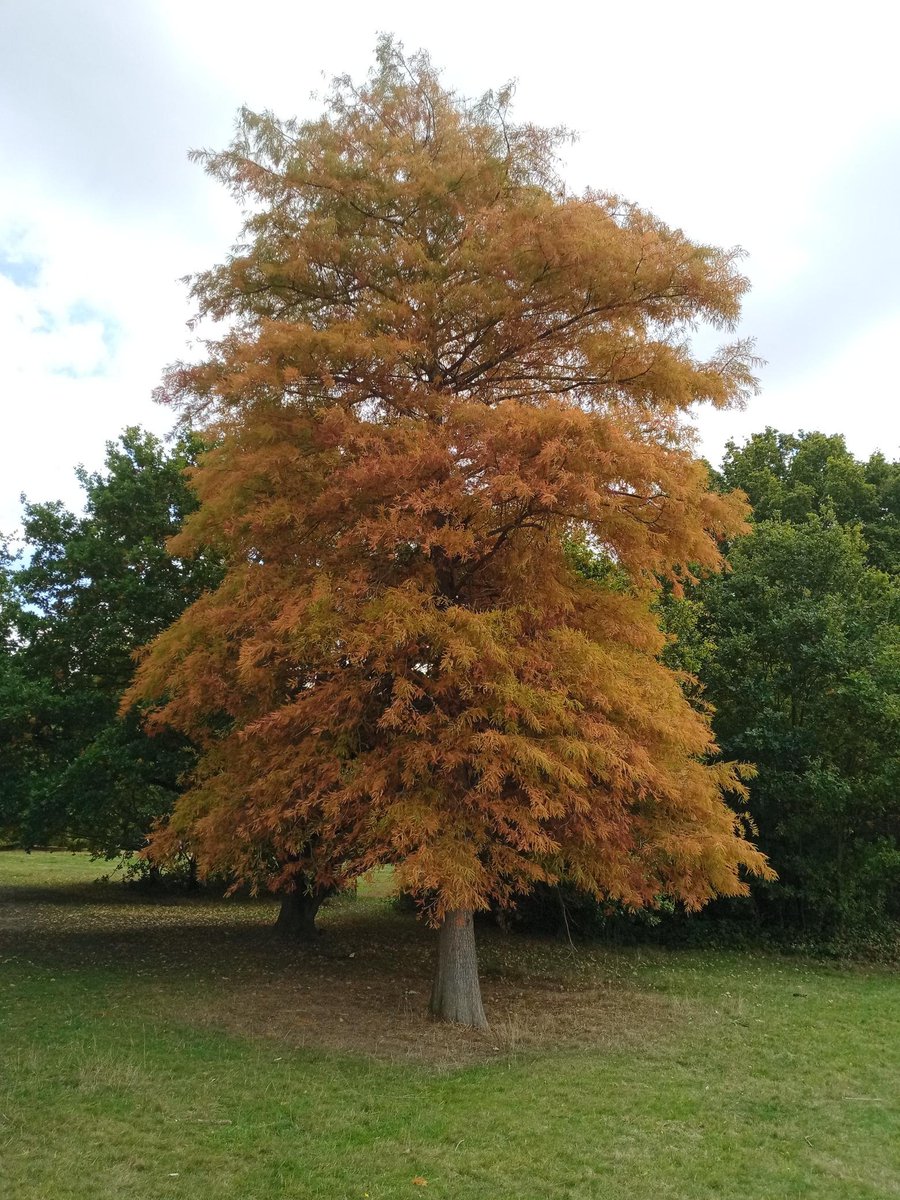 Mandy_retired's tweet photo. Amazing autumn colours now emerging. Gorgeous tree spotted this morning whilst out for a half day walk. #TreeClub @ResponsePS https://t.co/faEZiSTmeq