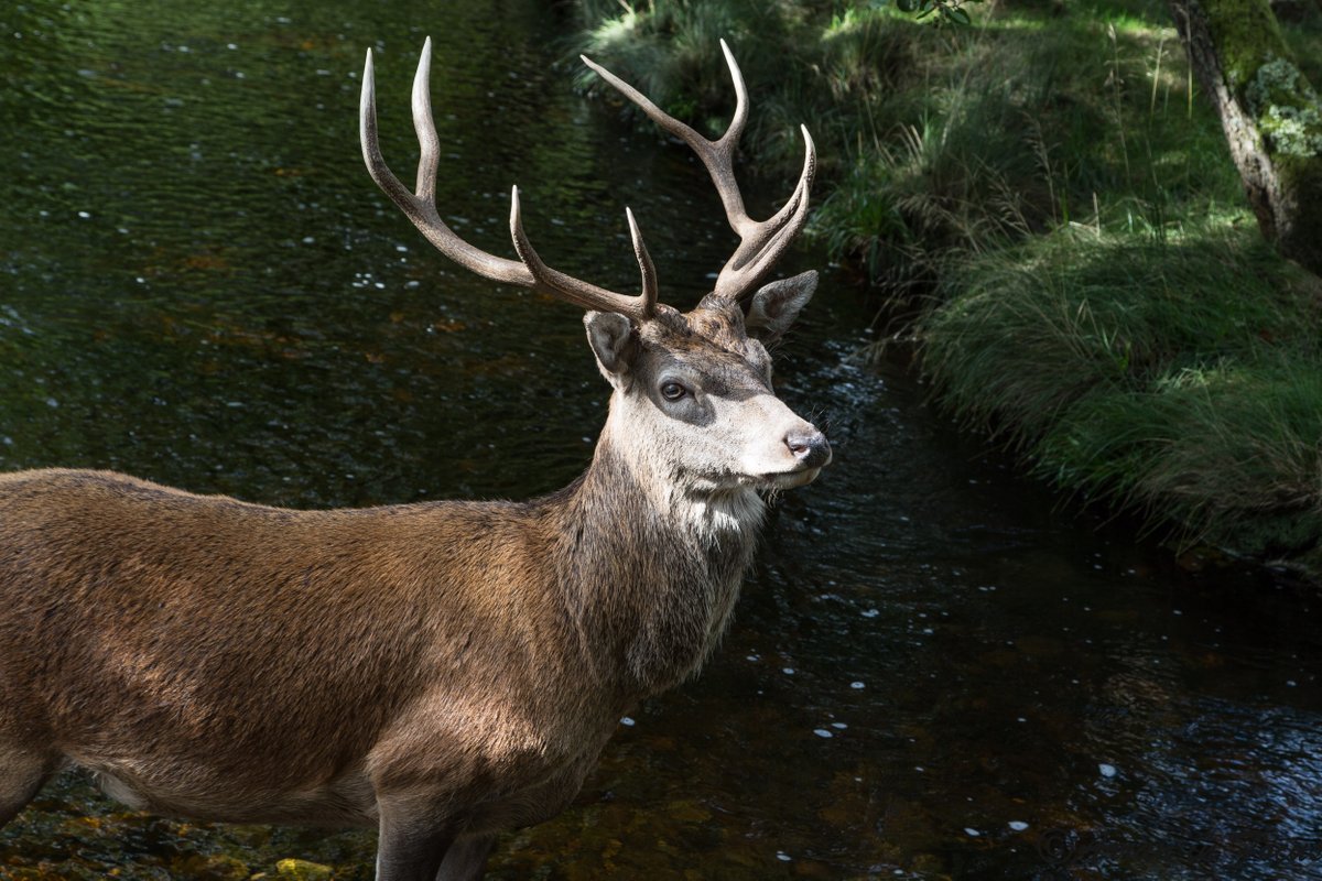 ArranCottages's tweet photo. The stags are roaring across the hills of #Arran at this time of year.  It really does herald winters approach.

@VisitArran #arran #wildlife #nature https://t.co/QSLBsd1GNV