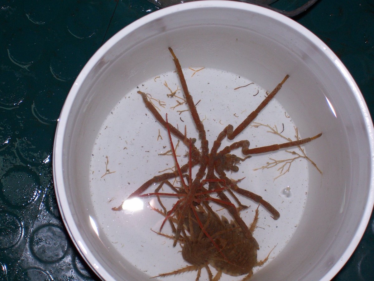 echinoblog's tweet photo. A trifecta of sorts-Antarctic arthropods! Pycnogonid plus two distinctive isopods, Glyptonotus &amp; "Serolis" or some kind of Serolidae. From 2006 #seaspiderSaturday  etc. https://t.co/tjoWmXSssd