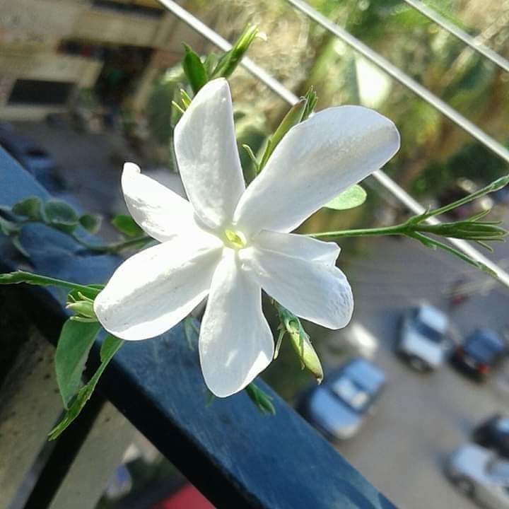 عطر الياسمين. 🌸 tweet media