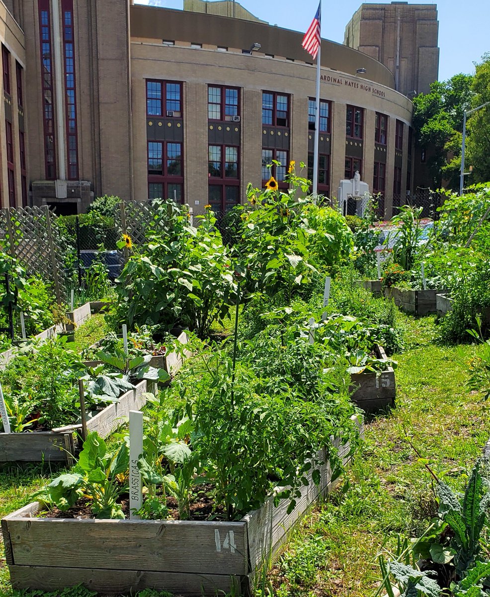 Today is National Farmer’s Day! NYC is not only home to multiple urban farms but our city also serves as a critical healthy food access hub for many regional farmers. We celebrate all farmers that help make our foodshed vibrant & keep our communities thriving! #NationalFarmersDay