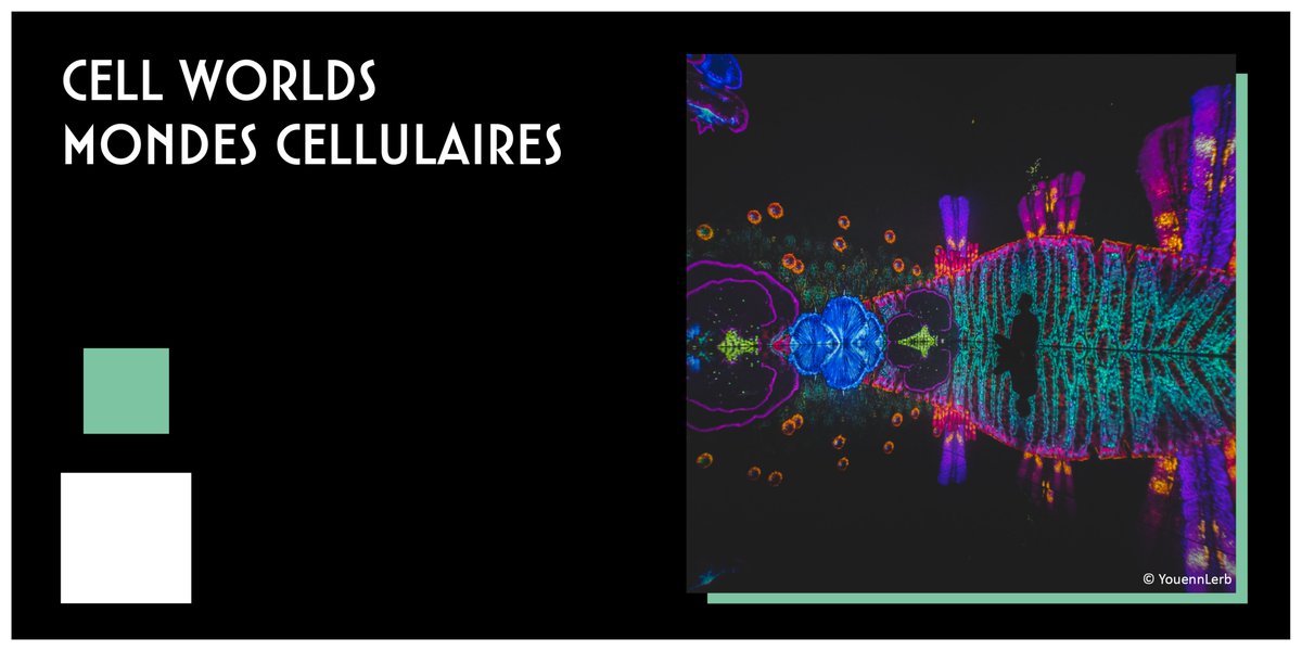 LesUtopiales's tweet photo. 📣 Découvrez le documentaire "Cell worlds – Mondes cellulaires" de l'équipe @cellworlds_off aux #utopiales2022 ! 
Proposé par l' @Inserm 
⏰ Rendez-vous samedi 29 octobre à 16h15 en salle Solaris.
👉 À partir de 10 ans

#cinema #documentaire #inserm #sciences #cellworlds https://t.co/10kcyZpO2R