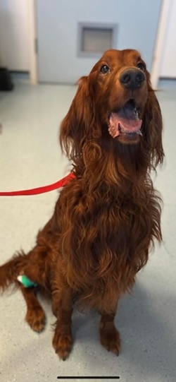 PrideVets's tweet photo. Percy is one of Internal Medicine’s long-standing patients, who was referred to the discipline for the diagnosis and treatment of immune mediated haemolytic anaemia (IMHA). 
Read Percy's story here: https://t.co/Tkb644laUD https://t.co/pQ616PVayL