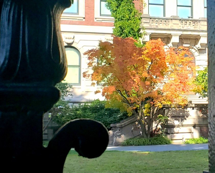 My_Cen_ParkNYC's tweet photo. Changing leaves.@cooperhewitt museum, nyc.  @spann #leaves #fallfoliage #fall #autumnleaves #autumn2022 #Fall2022 #nyc #musems #cooperhewitt https://t.co/J9c1HnLVp5
