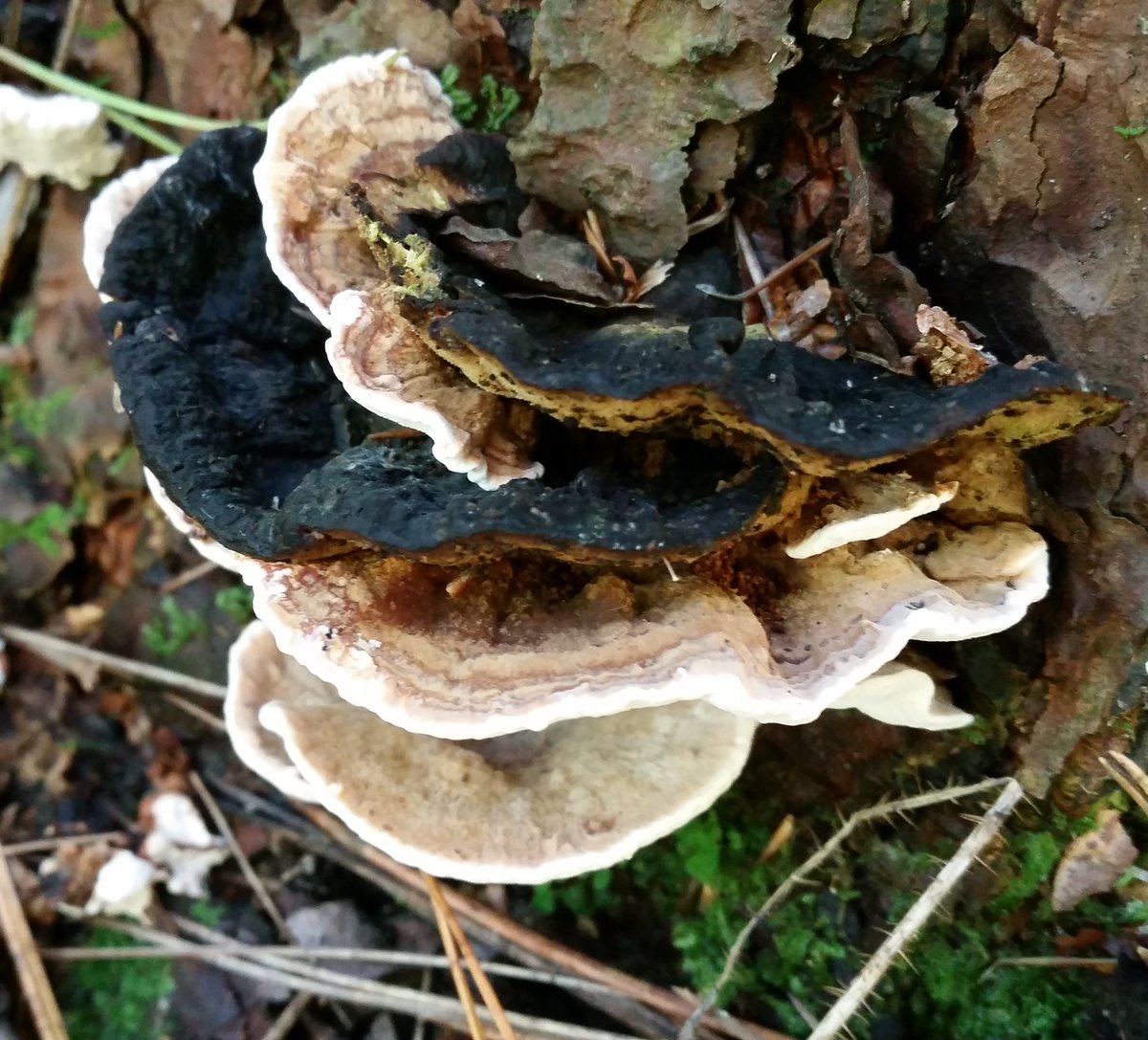 UteSchmid's tweet photo. More #biodiversity #mycology #fungusportraits in our abundantly beautiful #SimcoeCountyforests. All you need to discover Ontario and the weird and wonderful things that grow naturally: your lens and your curiosity. #Residentialtourist #Snowflakelady https://t.co/ptKmkRh4cm
