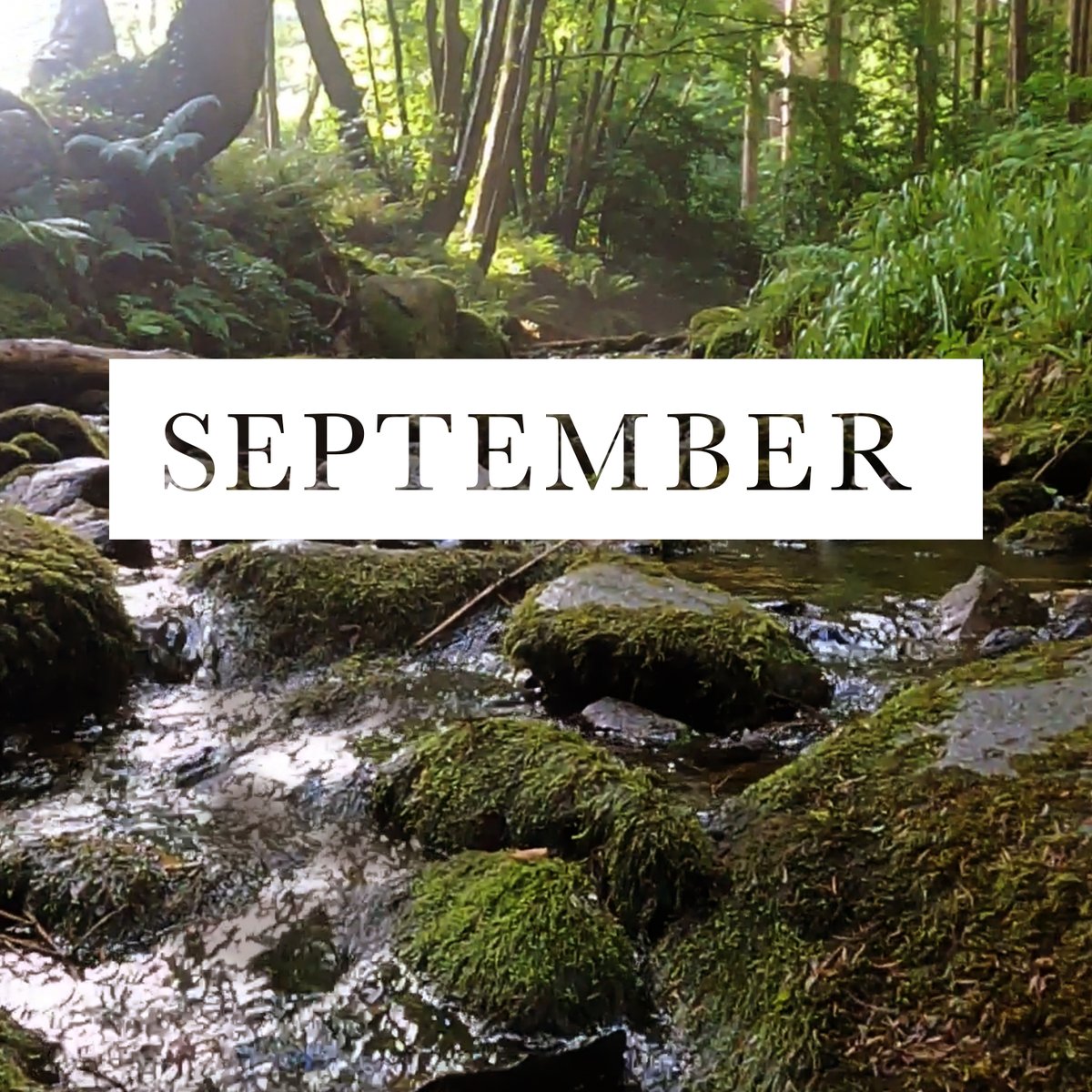 Mike Mulvihill tweet media