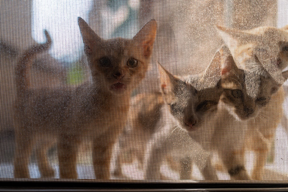 samos_de's tweet photo. New on the blog:
Green okra and autumn cats #Samos
https://t.co/1tL2uSeCeK (In German) https://t.co/dWZK3zl2jL