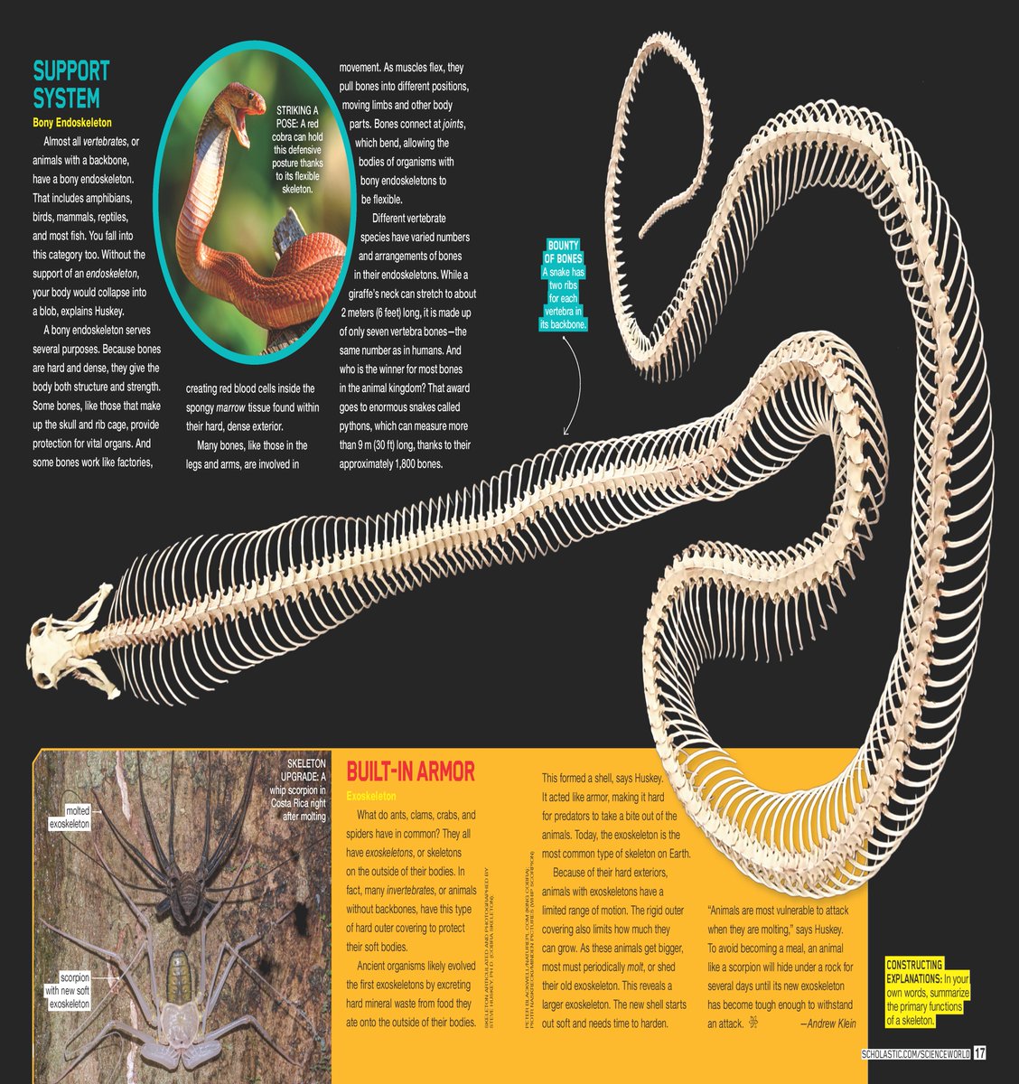 Dr. Steve Huskey featured skeletons and quotes with <a href="/Scholastic/">Scholastic</a> in a recent magazine edition. #becausescience #biology #skeletons #wkubiology #scholastic #functionalmorphology