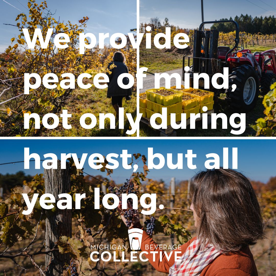 Mibevcollective's tweet photo. Fall means harvest season in Michigan. 
A typical grape vine will produce about 40 grape clusters. That vine could produce about 10 bottles of wine.
We allow you to focus on harvest while we focus on providing excellent employee benefits. 

#mibeveragecollective #michiganwine https://t.co/33lXEwzuus