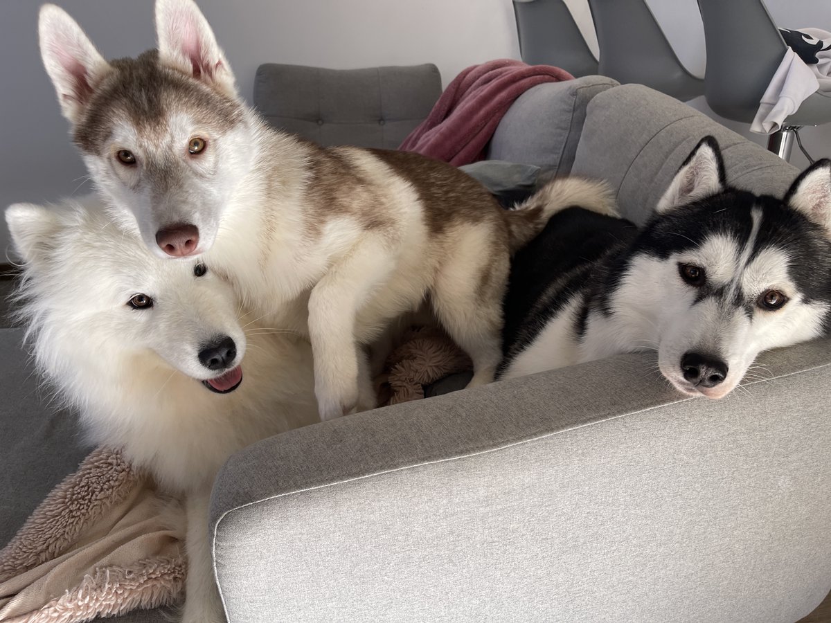 MkProd_'s tweet photo. 📌 Update des petits bébés ! Marley 2 ans et demi, Maya 1 an et demi, et le petit Winter 5 Mois ! 🥰 https://t.co/cyF5Z76ssN