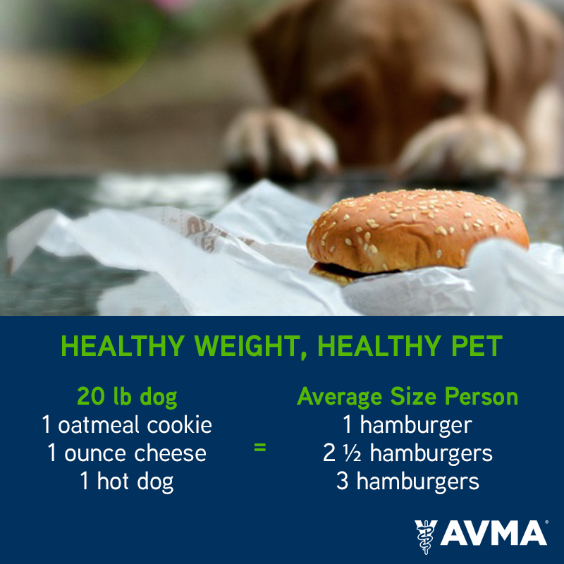 Tweet by AVMA (American Veterinary Medical Association)