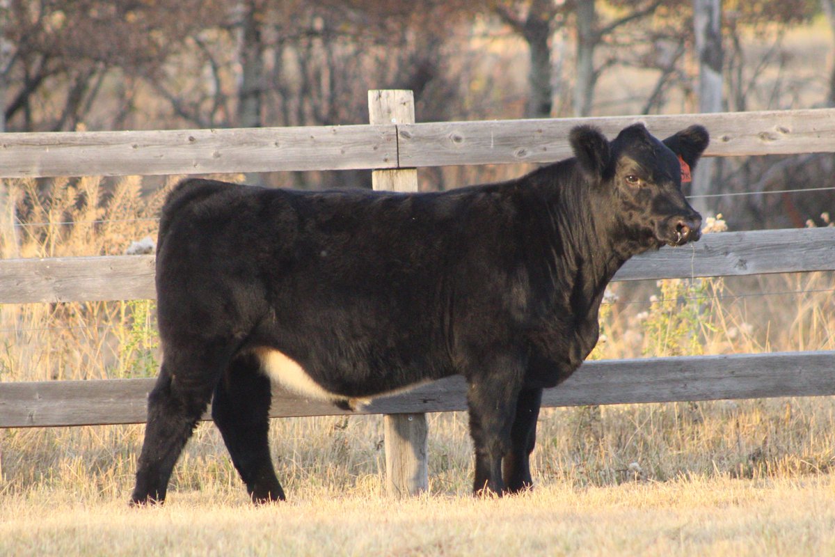 Nice 4-H steer for sale, very quiet and lots of hair