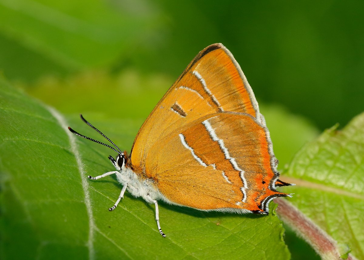 Butterfly Conservation 🦋 tweet media