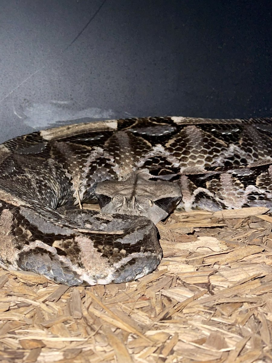 dariusnabers's tweet photo. Scoping out the scene 😳
West African Gaboon Viper (Bitis Rhinoceros)
☠️ Venomous ☠️
#conservation #reptilekeeper #viper #cobra #puffadder #animalsaddict #snake #animals #reptiles #nationalgeographic #venomous #reptilephotography #rattlesnake #elapid #education #wildlife https://t.co/l2oz1L6z2i