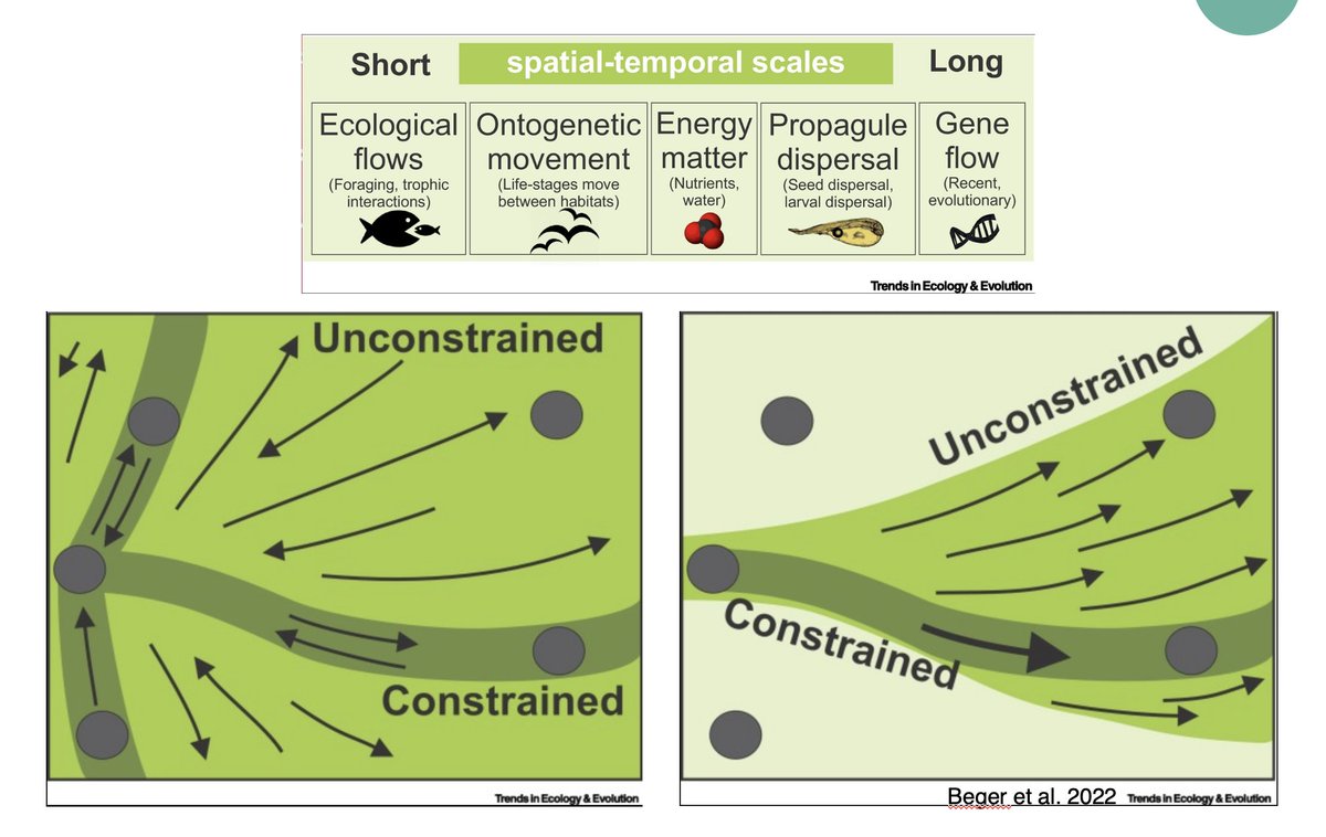 Andy Gonzalez (@bio_diverse) on Twitter photo Here's a new one to read:
Demystifying ecological #connectivity for actionable spatial conservation planning <a href="/Trends_Ecol_Evo/">Trends in Ecology & Evolution</a> doi.org/10.1016/j.tree… Here's a new one to read:
Demystifying ecological #connectivity for actionable spatial conservation planning <a href="/Trends_Ecol_Evo/">Trends in Ecology & Evolution</a> doi.org/10.1016/j.tree…