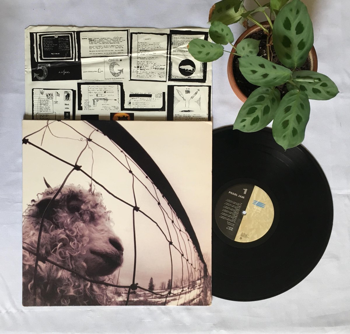 Pearl Jam tweet media