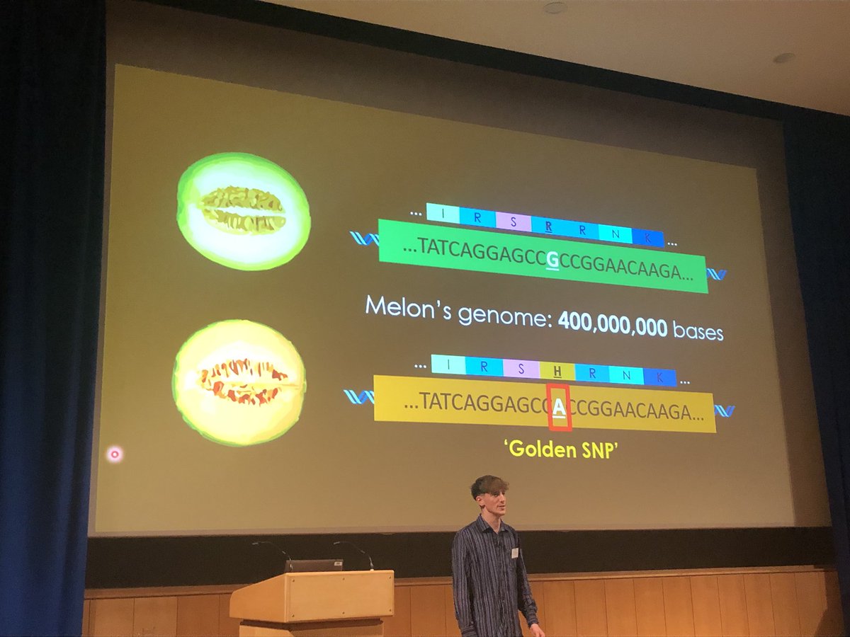 HarwoodWendy's tweet photo. Brilliant talk ⁦@JohnInnesCentre⁩ ASM from ⁦@JoshOWaites⁩ on wheat carotenoids https://t.co/cbfZxPapsr