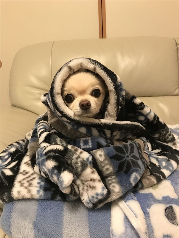 🙂✌, 👥❤❕⛅🍁... 🫂🤲🌡🔥. ☺🐶