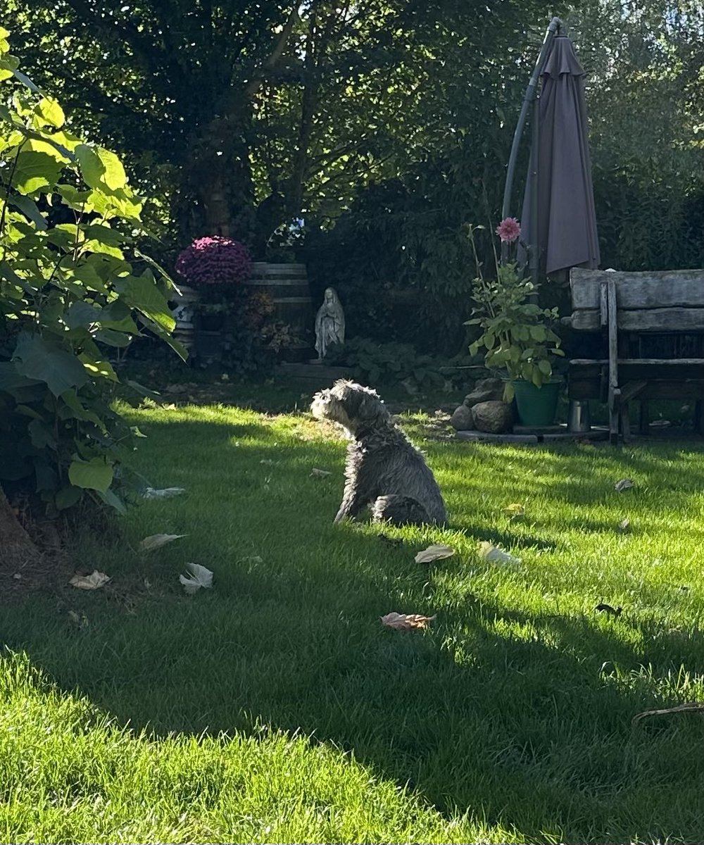 Hondsprokkel's tweet photo. Dit was mijn laatste #hmff …. Dank aan iedereen die mij liefhad!!
Hier pakte ik nog even mijn laatste zonnestraal op deze mooie dag.
Ik zwaai af als professioneel sociaal hond in                                      gezinshuis eigen-aardigheden. Ik ben over de regenboog 🌈 #love https://t.co/g0NYOoComp
