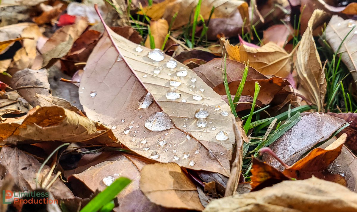 LimitlessNewsMN's tweet photo. Rain drops and fall leaves
#limitlessproduction #Minnesota #NaturePhotography #photograghy https://t.co/rb1Ap1LCoY