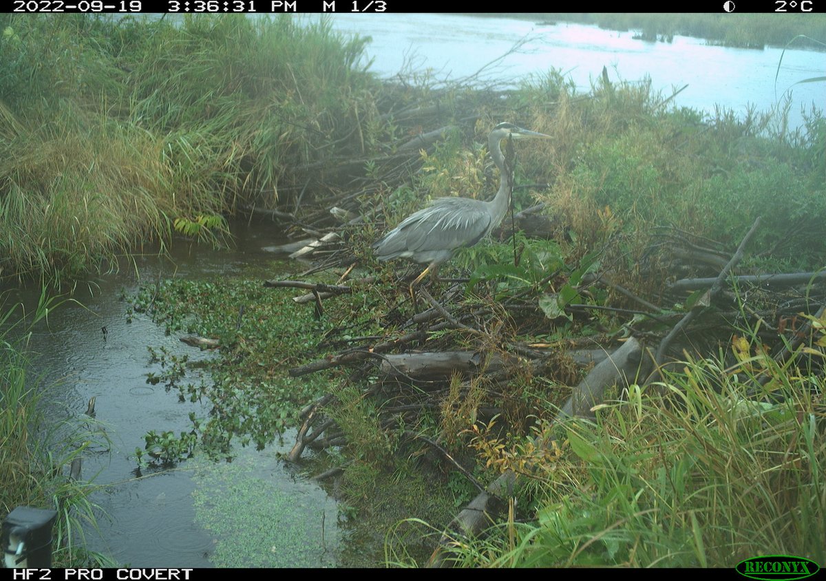 ecohydro_gal's tweet photo. Seems like a good day to share some of our #DamCam captures from one of the #beaver dams in the Rocky Mountain #peatland our team is studying. 

Can you spot and identify the creature in each photo?

@BikeIgnacio https://t.co/8c6emXy4EC
