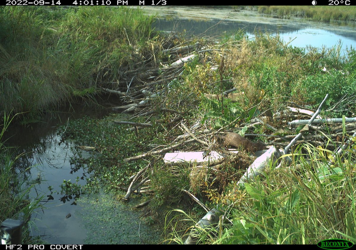 ecohydro_gal's tweet photo. Seems like a good day to share some of our #DamCam captures from one of the #beaver dams in the Rocky Mountain #peatland our team is studying. 

Can you spot and identify the creature in each photo?

@BikeIgnacio https://t.co/8c6emXy4EC
