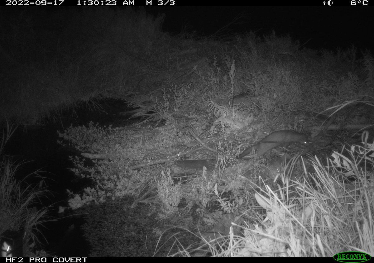 ecohydro_gal's tweet photo. Seems like a good day to share some of our #DamCam captures from one of the #beaver dams in the Rocky Mountain #peatland our team is studying. 

Can you spot and identify the creature in each photo?

@BikeIgnacio https://t.co/8c6emXy4EC