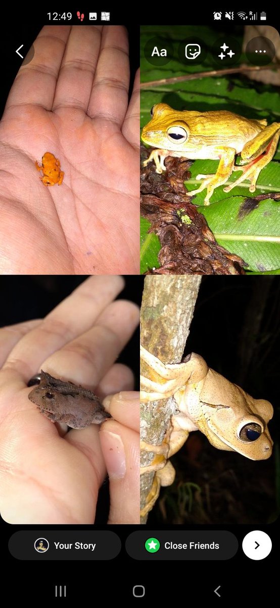 Renoir J. Auguste (@renoirjauguste) on Twitter photo Just some of the #amphibians seen here in Brasil (a first for me), many thanks <a href="/RIBBiTR_BII/">RIBBiTR BII</a>.
More highlights to come 🐸 Just some of the #amphibians seen here in Brasil (a first for me), many thanks <a href="/RIBBiTR_BII/">RIBBiTR BII</a>.
More highlights to come 🐸