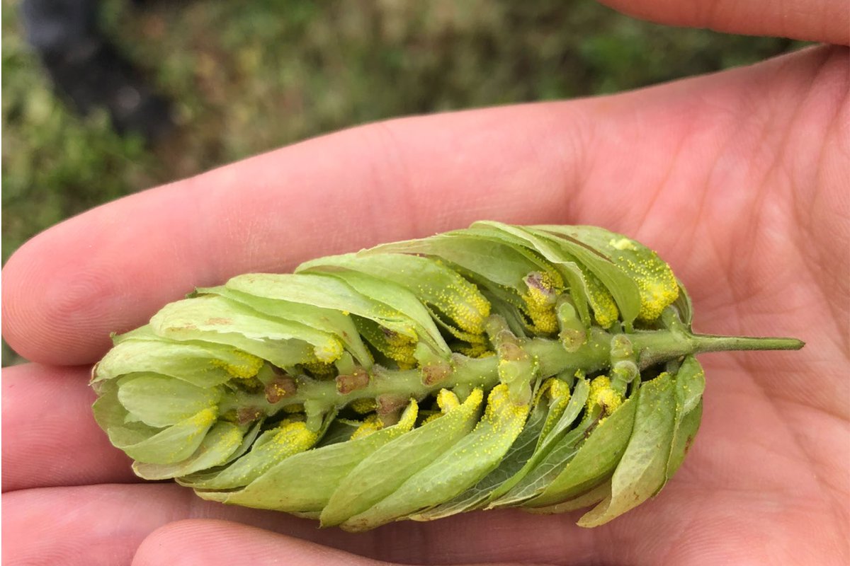 Cross-section of our Challenger hops at peak ripeness. Huge cones, jam-packed with lupulin, and yes, they smell as good as they look. 😍🔥🔥

No wonder they're so popular with brewers!

#britishhops #britishfarming #hops #brewing