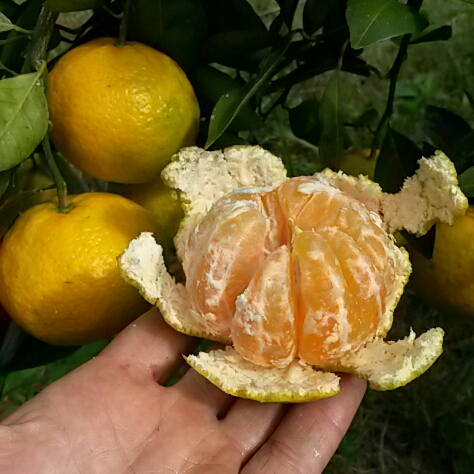 'Ponkan' tangerines are ripe &amp; delicious already. Normally I'm not eating tangerines till mid December, when 'Sunburst' starts to ripen. This variety extends the season by a full two months.