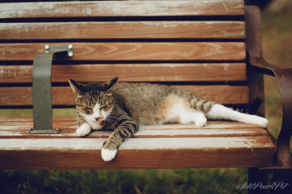 #全米野良猫の日
#野良猫の日
#FeralCatDay
#NationalFeralCatDay

#ファインダー越しの私の世界 #キリトリセカイ #猫 #ねこ #ネコ #Cat #Cats #CatsOfTwitter #catphotography #catsphotography #photography #ManualLens #SuperTakumar #オールドレンズ #Nikon #NikonZ6