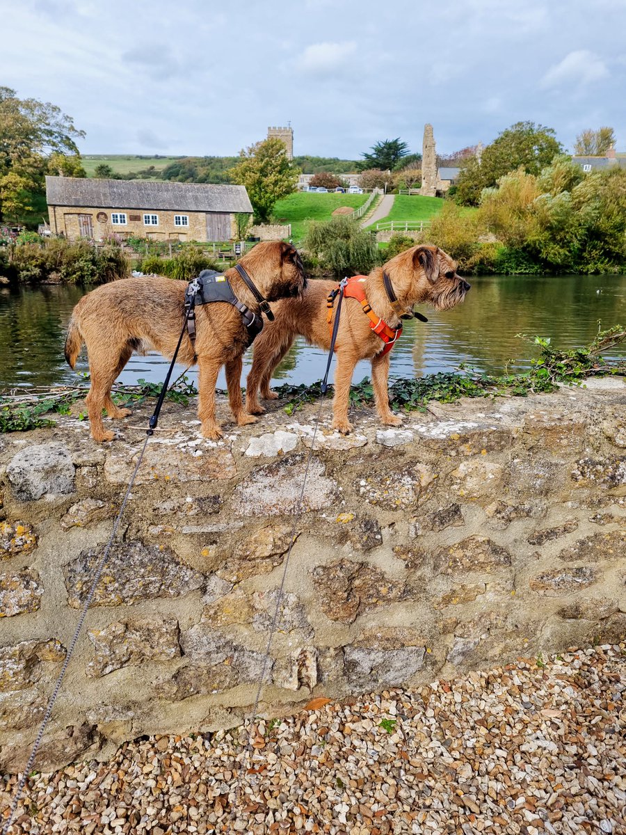 BorderWilf's tweet photo. Today's jaunt started at #Chesilbeach and from there we then wandered around up to #Abbotsbury , very nice place and a good sozzige at the #Swaninn pub πΆπΎ https://t.co/qWjnj1yQfs
