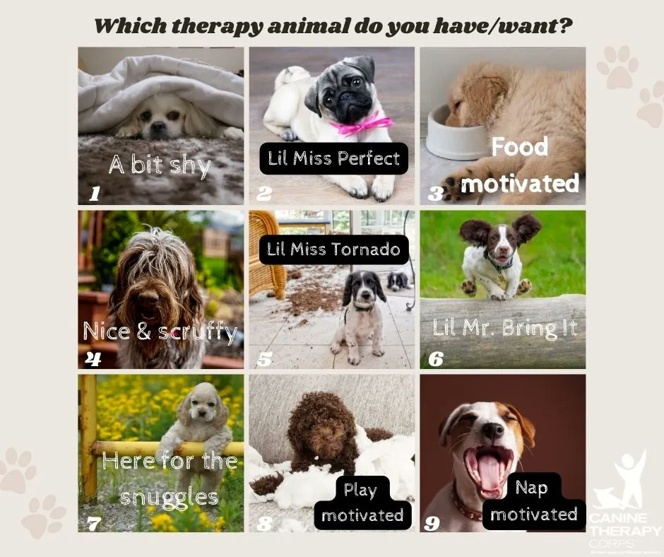 Canine Therapy Corps (@ctcorps) on Twitter photo Which kind of therapy dog/animal do you have? DM us & tag a picture for a shout out!
Help spread awareness about Animal-Assisted Therapy month--tune in here <a href="/ctcorps/">Canine Therapy Corps</a> all of October for information on the work of therapy animals.
@AATAwarenessmonth #animalassistedtherapymonth Which kind of therapy dog/animal do you have? DM us & tag a picture for a shout out!
Help spread awareness about Animal-Assisted Therapy month--tune in here <a href="/ctcorps/">Canine Therapy Corps</a> all of October for information on the work of therapy animals.
@AATAwarenessmonth #animalassistedtherapymonth