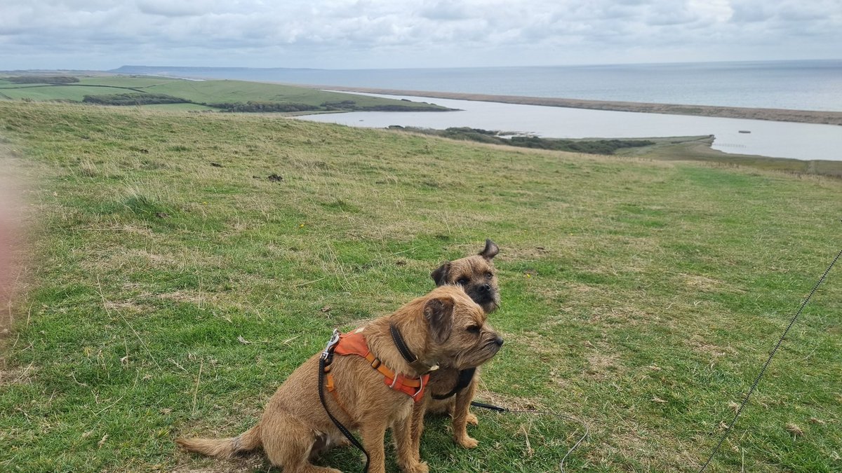 BorderWilf's tweet photo. Today's jaunt started at #Chesilbeach and from there we then wandered around up to #Abbotsbury , very nice place and a good sozzige at the #Swaninn pub πΆπΎ https://t.co/qWjnj1yQfs