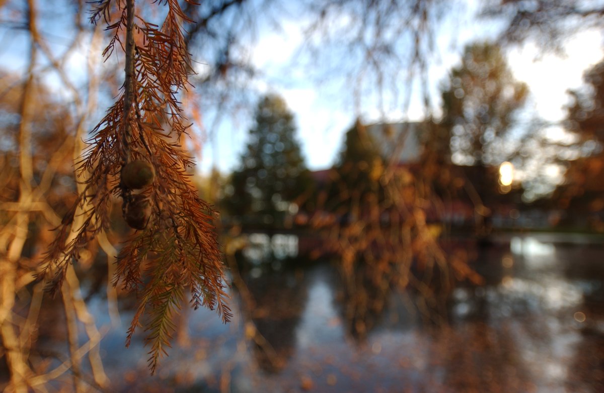 UnivArchives's tweet photo. It's autumn on the #txst campus, even if the temperatures don't feel like autumn.  These photos were taken near the Theatre Building in 2005.
#txstUnivHistory https://t.co/vAPSmmnlaG