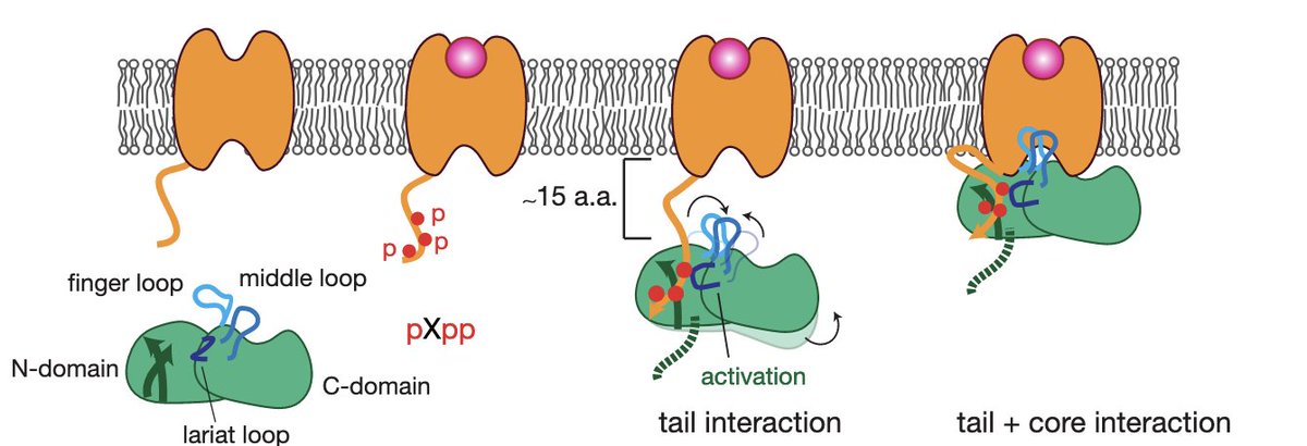🔥📃Check out our new preprint.
Together with <a href="/petrovic_iv/">ivanapetrovic</a>, we provide insights on a key GPCR phosphomotif and arrestin isoform selectivity based on several #structures, #NMR, #biochemistry, mass spectrometry, and cellular assays.
biorxiv.org/content/10.110…