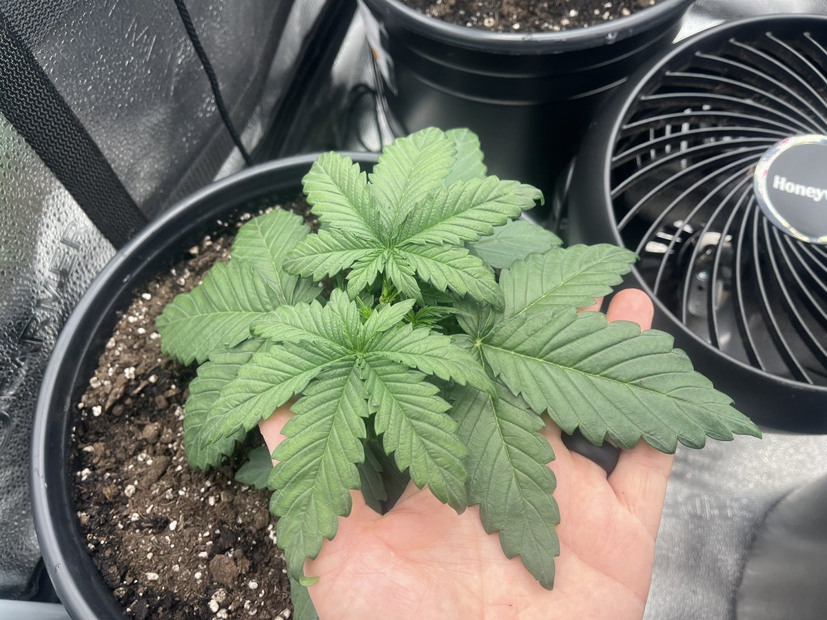 PushnPhosphorus's tweet photo. Day 15: Twisted Tree AutoFlowers: 2 Twisted Menagerie F3s 2 Nova OG F5s
Grown in @coastofmaineorg organic Stonington blend. Just adding 6.3 water until the 28th
#Mmembervile #WeedLovers #Weed #OnlyAutoFlowers #OnlyAutos #cannabis #CannabisCommunity #marijuana #Weedlife #Organic https://t.co/CHGQDUvyPN