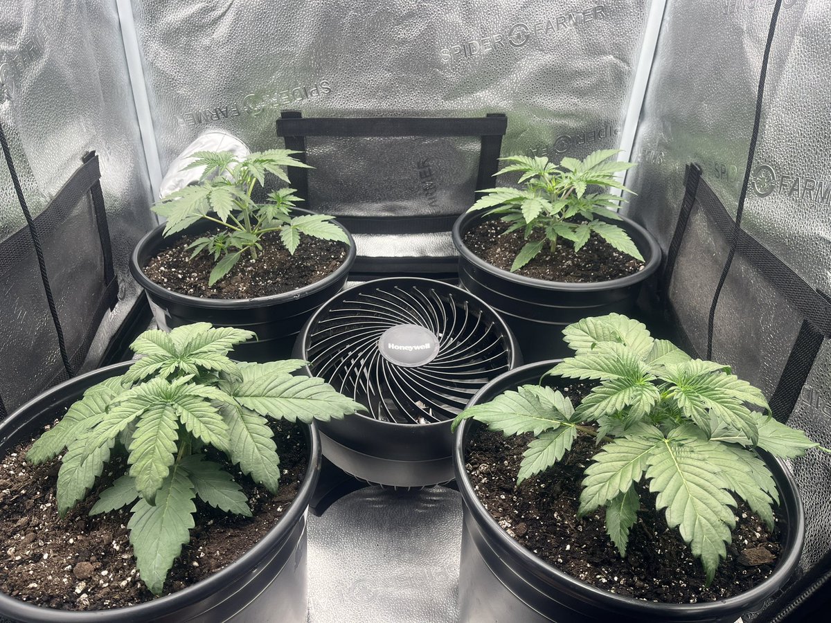 PushnPhosphorus's tweet photo. Day 15: Twisted Tree AutoFlowers: 2 Twisted Menagerie F3s 2 Nova OG F5s
Grown in @coastofmaineorg organic Stonington blend. Just adding 6.3 water until the 28th
#Mmembervile #WeedLovers #Weed #OnlyAutoFlowers #OnlyAutos #cannabis #CannabisCommunity #marijuana #Weedlife #Organic https://t.co/CHGQDUvyPN