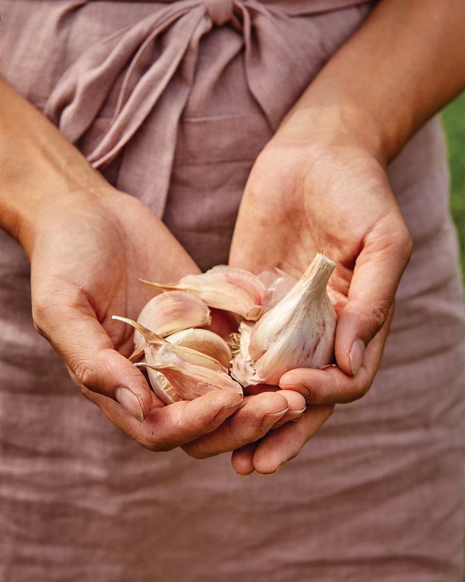 From buttery to bold, homegrown garlic offers more flavor options than what you get at the grocery store. Find the variety that’ll make your mouth water! bit.ly/3CnAfmG