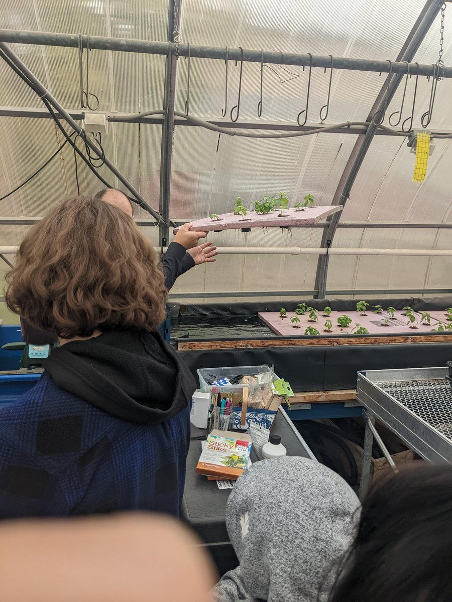 Stratford_DSS's tweet photo. Today students in SNC1W got to see a symbiotic relationship in real life at the aquaponics lab in the greenhouse! ๐๐ฟ #SDSSgoldenbears #reallifeapplication https://t.co/FueWQjiuaO