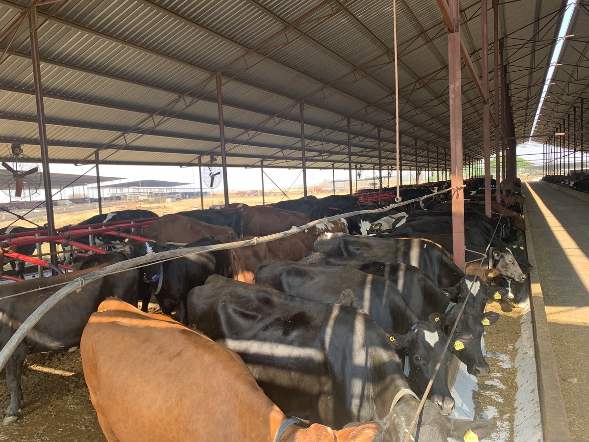 BradyGroupAgri's tweet photo. Dairy Farming in Zimbabwe ๐ฟ๐ผ. We could learn about their levels of resilience #OnADifferentLevel #agriculture #NuffieldZimbabweTour https://t.co/0Jus0qLCOk