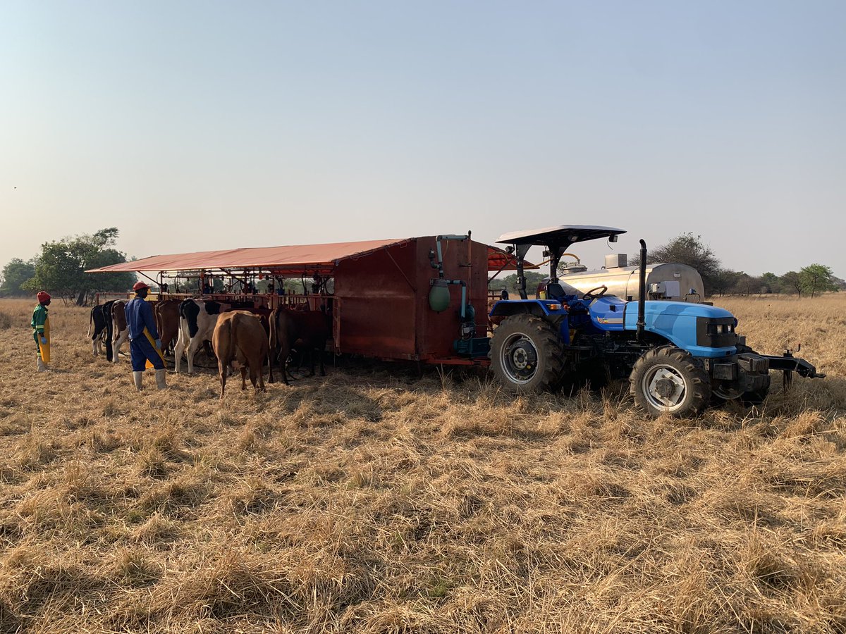 BradyGroupAgri's tweet photo. Dairy Farming in Zimbabwe ๐ฟ๐ผ. We could learn about their levels of resilience #OnADifferentLevel #agriculture #NuffieldZimbabweTour https://t.co/0Jus0qLCOk