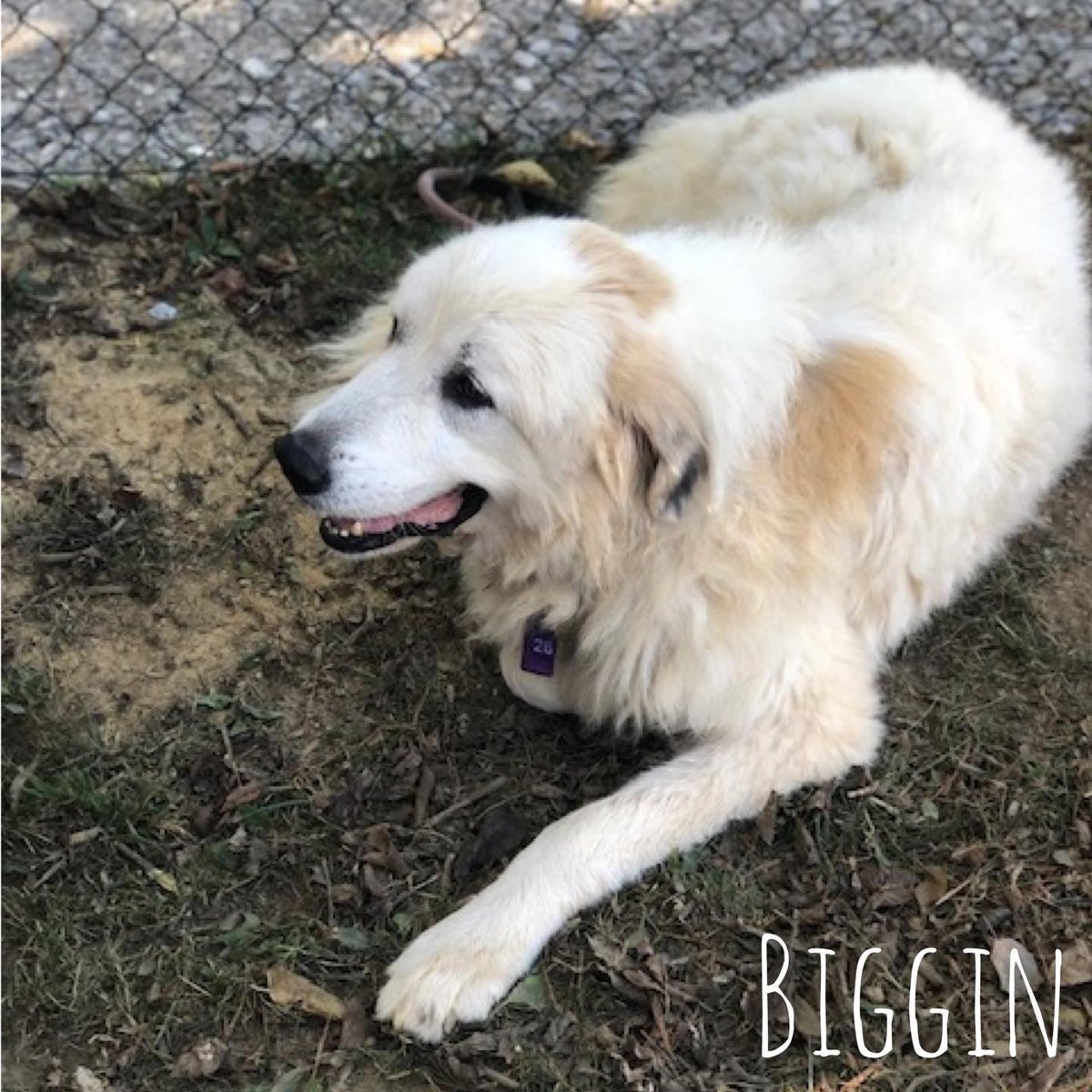 Great Pyr is ~3 years old &amp; looking for her new family! Shelter staff says she is super sweet with a lovely calm demeanor. We are told she gets along with other dogs and cats, and we are hoping to get this sweet girl into a foster home ASAP 

Adopt? cstu.io/5c95d3