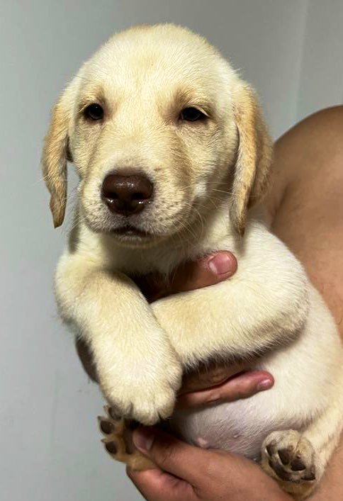 Gu111erm0's tweet photo. 88134700
#Labrador #puppies #Alajuela https://t.co/i5oW1nZcuR